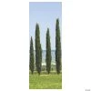 Ancient Greek Garden Cypress Scene Setter Background - 2 Pc. -DIY Photo Booth Sales Shop ancient greek garden cypress scene setter background 2 pc 13820556