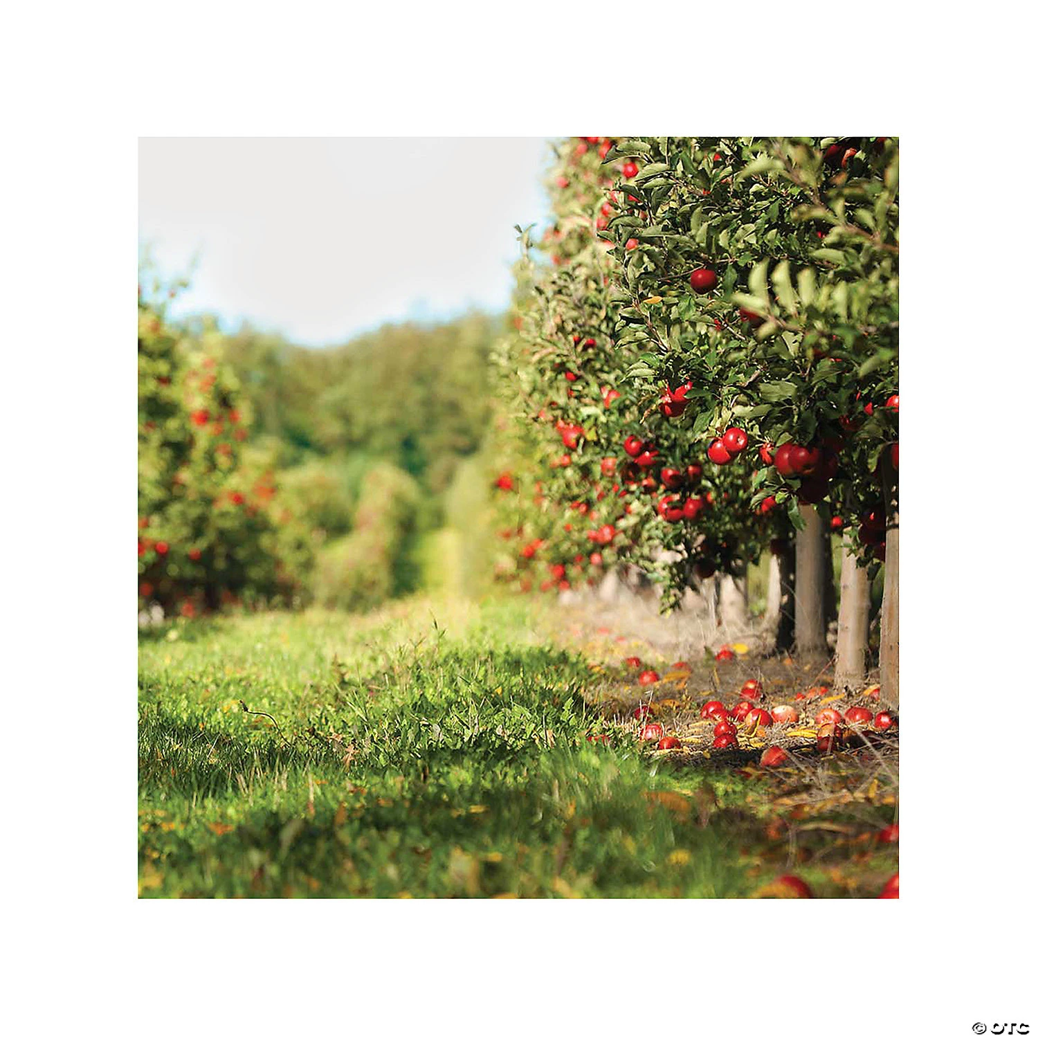 Apple Orchard Backdrop - 2 Pc. 3 Apple Orchard Backdrop - 2 Pc.